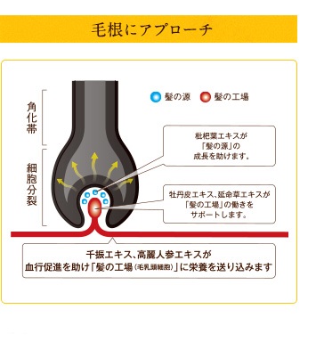 薬用和漢 育毛トータルセット