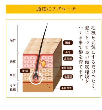 薬用和漢 育毛トータルセット